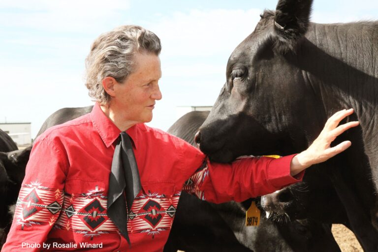 Temple Grandin pictured with livestock